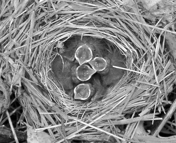 816 LIANA ZANETTE ET AL. Ecology, Vol. 86, No. 4 PLATE 1. Song Sparrow nestlings begging. Photo credit: J. A. Pfaff. 1998, Dearborn 1998; reviewed in Lorenzana and Sealy 1999).
