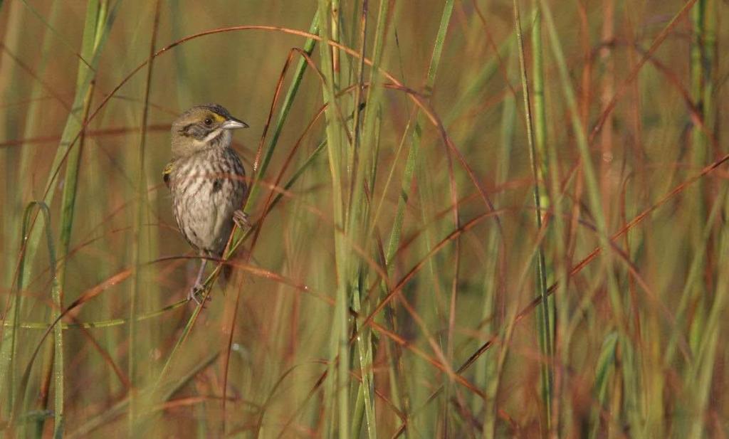 C-111 PROJECT & CAPE SABLE SEASIDE SPARROW SUBPOPULATION D ANNUAL REPORT 2014 THOMAS