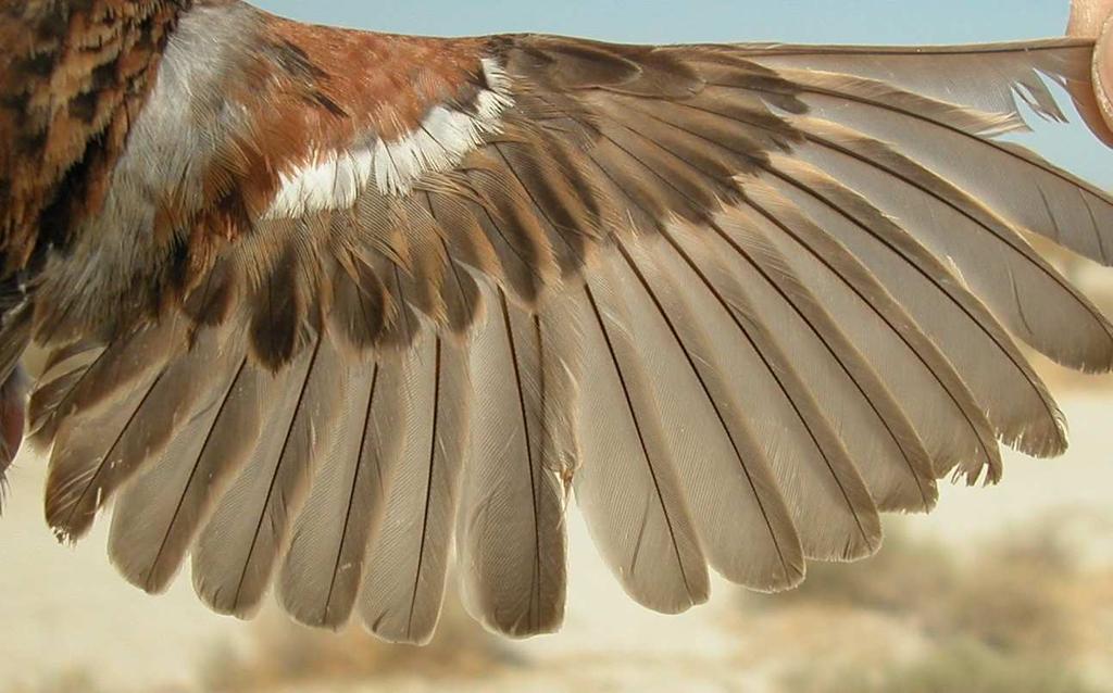 Juvenile.  wing (19-VI).