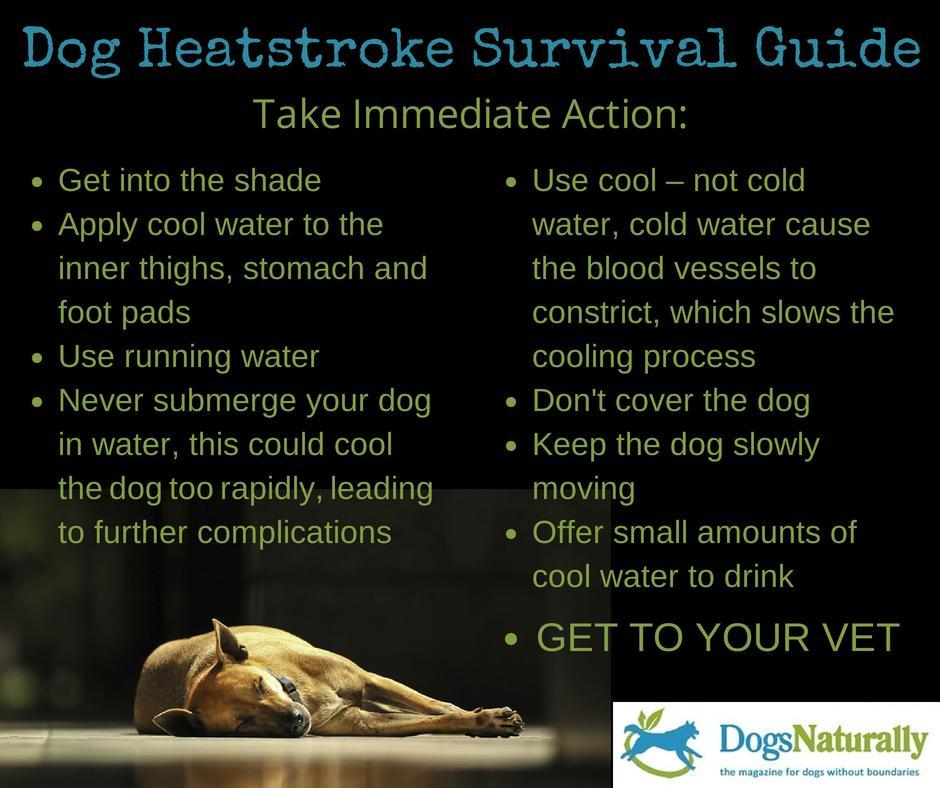 http://www.dogsnaturallymagazine.com/heat-stroke-and-your-dog/ ALL DOGS NEED A JOB!