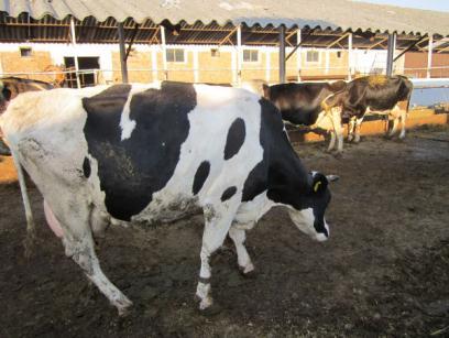 In order to diagnose lameness a cow should be observed from each side: from the front and behind, when standing quietly and when walking.