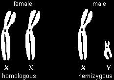 X Linked Traits Men and Women can get the X-