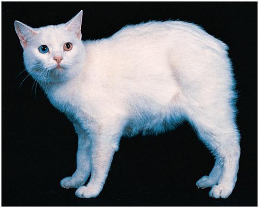 The lack of a tail in the Manx cat is another trait caused by an allele that has a dominant effect in