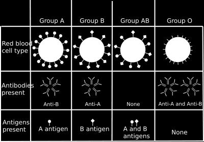 Individuals with alleles I A and I