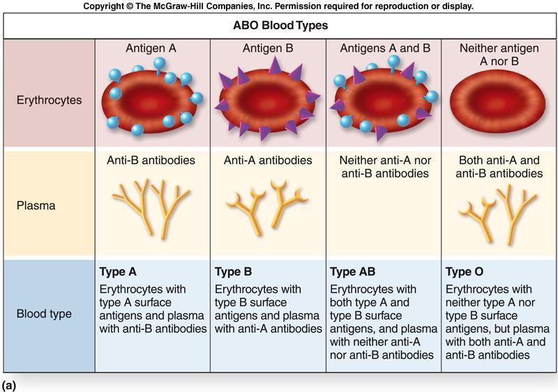 making them blood type AB.