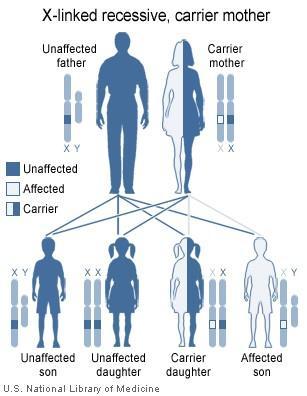 Sex-Linked Inheritance Genes located on the X chromosome are found in both sexes.