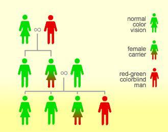 Colorblindness an inability to distinguish certain colors. The most common form, redgreen colorblindness, occurs in about 1 in 12 males.