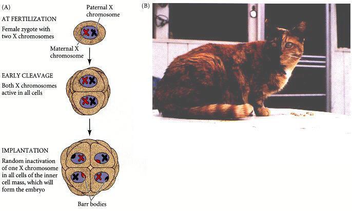 X-Chromosome Inactivation-in Cats In cats, a gene that controls the color of coat spots is located on the X chromosome.