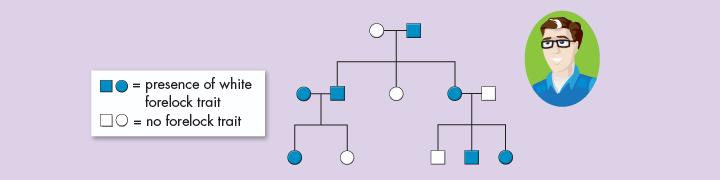 Human Pedigrees This pedigree shows how one human trait a white lock of hair just above the