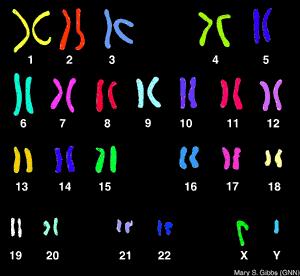 Karyotypes Karyotype a picture that shows the complete diploid set of human chromosomes, They are grouped in