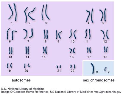 Sex Chromosomes Two of the 46 are the sex chromosomes.