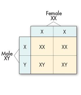 Sex Chromosomes All human egg cells carry a single X chromosome (23,X).