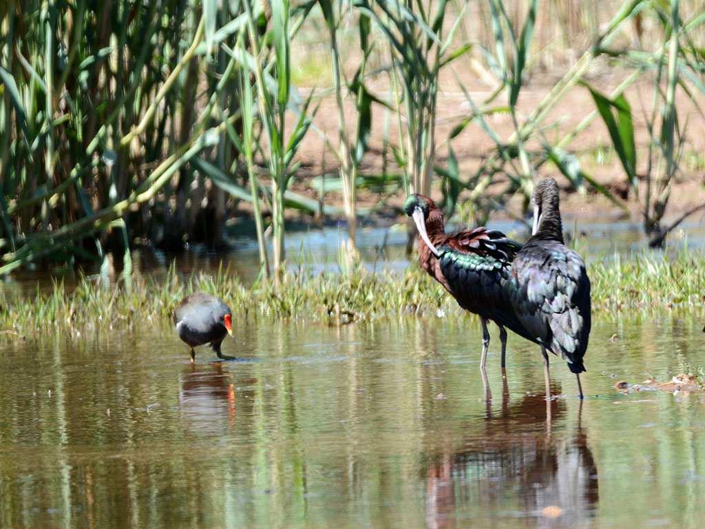 Recently spotted at the vlei area - note that the Glossy Ibis is no the same bird as a Hadeda.