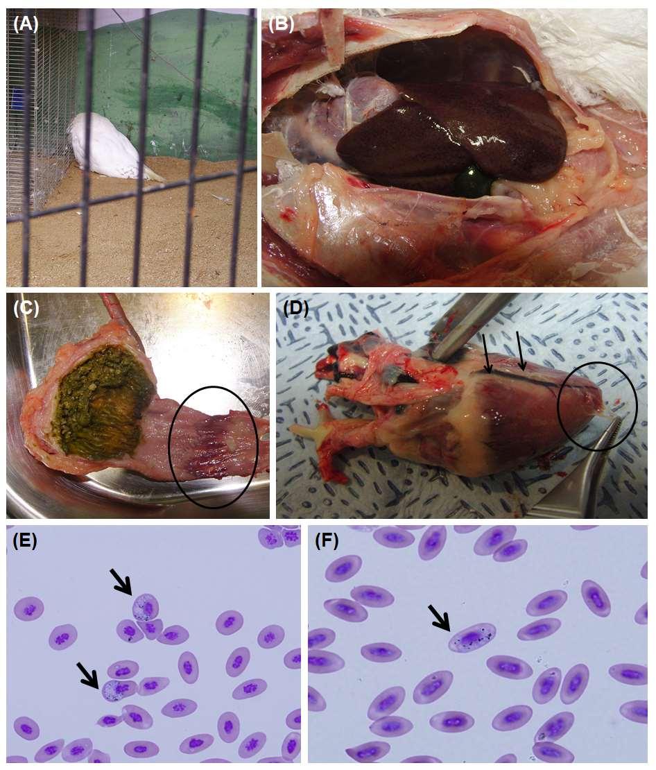 234 235 236 237 238 239 Fig. 1. Haemoproteus infection in a snowy owl (Bubo scandiacus) and a goshawk (Accipiter gentilis).