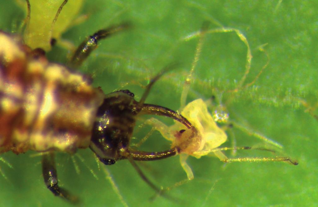 Nymphs are tear-drop shaped and bright yellow mm in length. Adults and nymphs look similar, but armyworms, leafhoppers, small sawfly larvae, and mites.