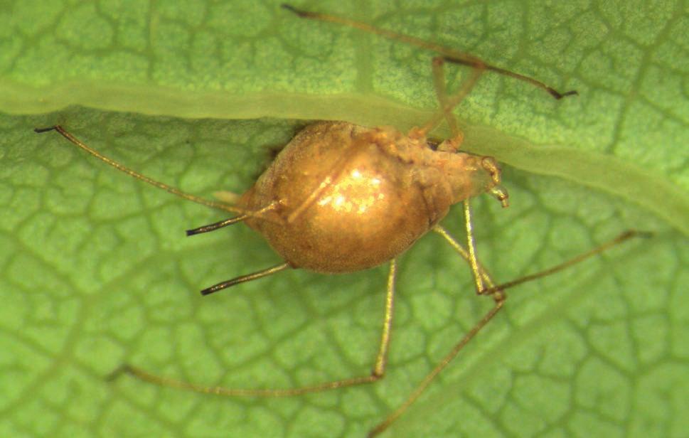 Nymphs will molt several times to reach the also called toe biters because they produce hydrolytic adult stage, and they will overwinter as either late instar enzymes that they inject into their