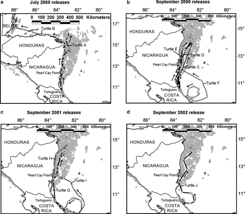 Fig. 2 Green turtle internesting, pelagic circle and post-nesting migration movements from Tortuguero, Costa Rica.