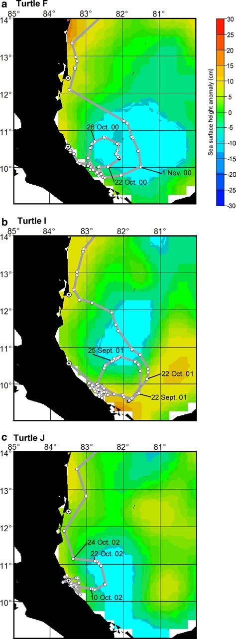 b Fig. 4 Green turtle movements during pelagic circles superimposed over sea surface height anomalies (open circles indicate location data points).