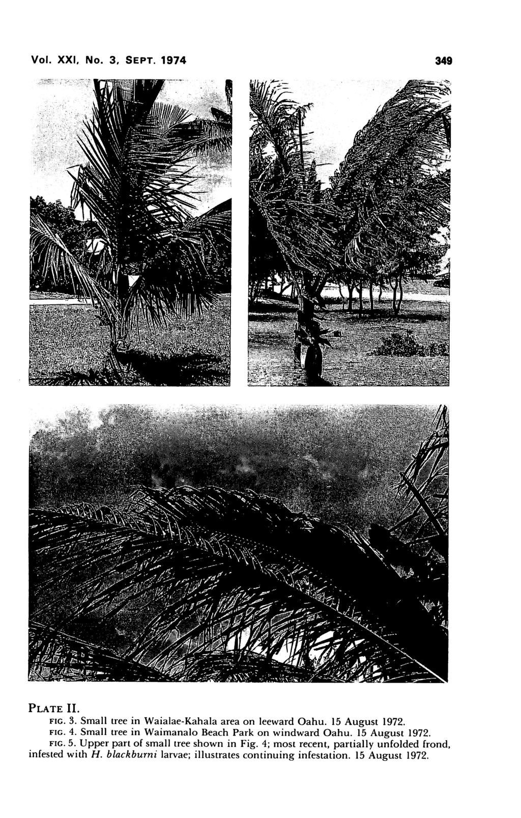 Vol. XXI, No. 3, Sept. 1974 349 Plate II. fig. 3. Small tree in Waialae-Kahala area on leeward Oahu. 15 August 1972. fig. 4. Small tree in Waimanalo Beach Park on windward Oahu.
