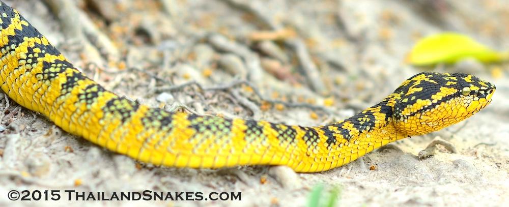 very yellow T. wagleri. Yellow and black female Wagler s Pit Viper from Southern Thailand. Here is a darker colored female, but not nearly as much as the top and bottom photos on this page.