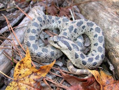 potential to occur on Air Force sites include the Frosted Flatwoods Salamander (Ambystoma cingulatum Jacksonville ANG, Joint Base Charleston-Weapons Station, and Robins AFB), the Giant Gartersnake