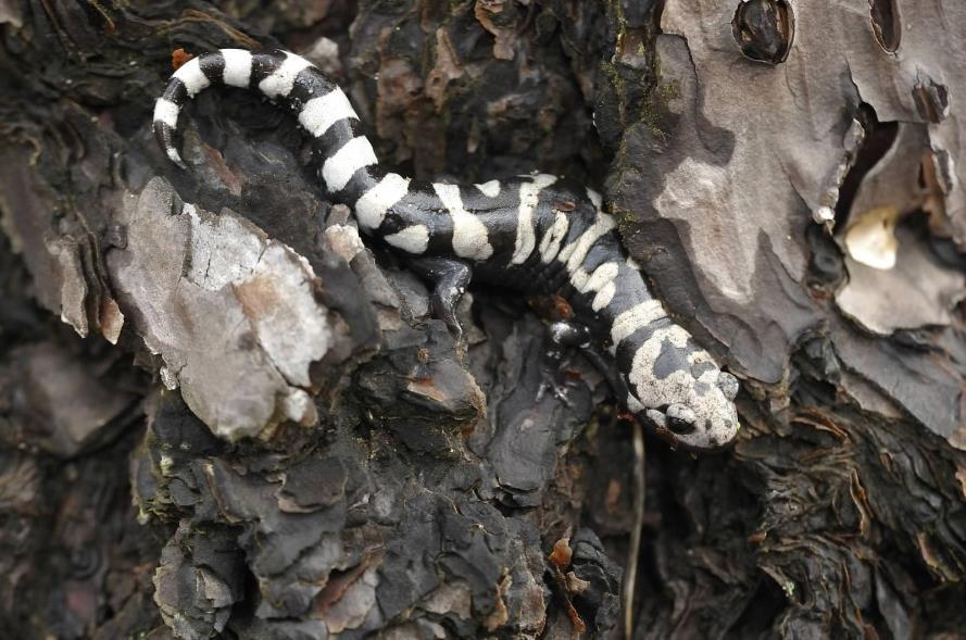 Marbled Salamanders have the potential to occur on Cape Cod AFS, Hanscom AFB, New Boston AFS, Otis ANGB, and Westover ARB.
