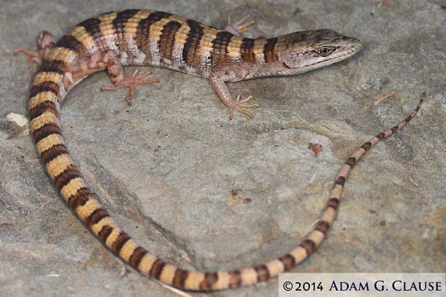 Of these species, only the Texas Salamander is not listed as endangered or threatened under the ESA; however it is currently under review by the USFWS.