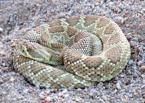 Rattlesnake, Massasauga, Sonoran