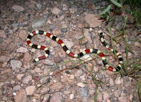 Rattlesnake, Western Rattlesnake.