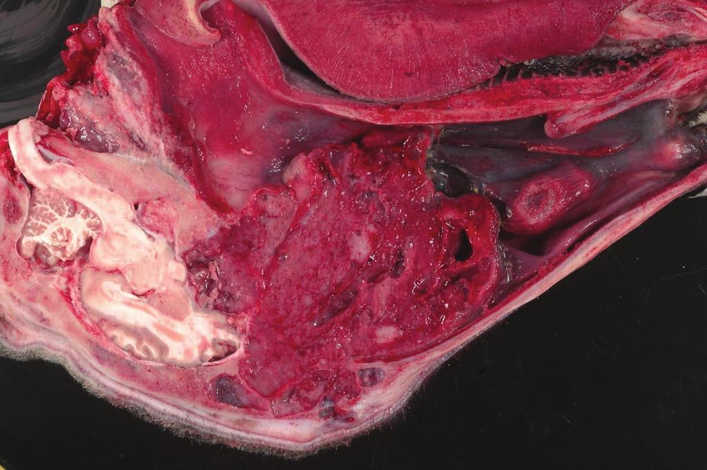 Case Reports in Veterinary Medicine 3 Figure 5: Gross image of the tumor invading the nasal cavity and compressing the cerebrum at necropsy (courtesy of Dr. Allison C. Boone).