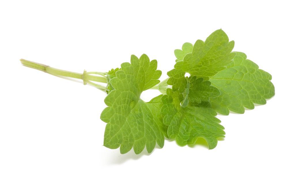 Catnip Uses in Industries Food and Beverages One of the least known uses for catnip is in actual food products and beverages.