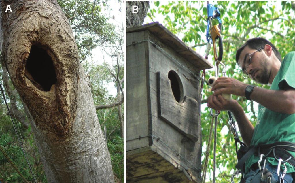 SHORT COMMUNICATIONS 385 FIG. 2. Nests of Laughing Falcon (Herpetotheres cachinnans) in the Pantanal, Brazil.