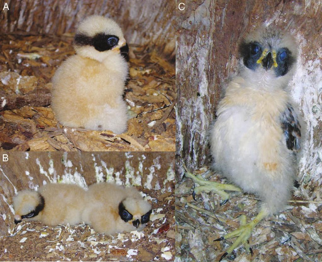 SHORT COMMUNICATIONS 387 FIG. 4. Nestlings of Laughing Falcon (Herpetotheres cachinnans) from natural nests in the Pantanal, Mato Grosso do Sul, Brazil. A and C: October 2007 (N2); B: July 2008 (N8).