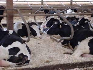 Example: Freestall maintenance: effects on lying behavior of dairy cattle Cows given access to