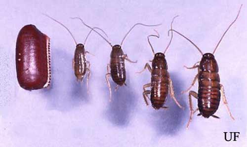 APPLIED ECOLOGY. The American cockroach is highly considered as a pest and very harmful to the health of humans.
