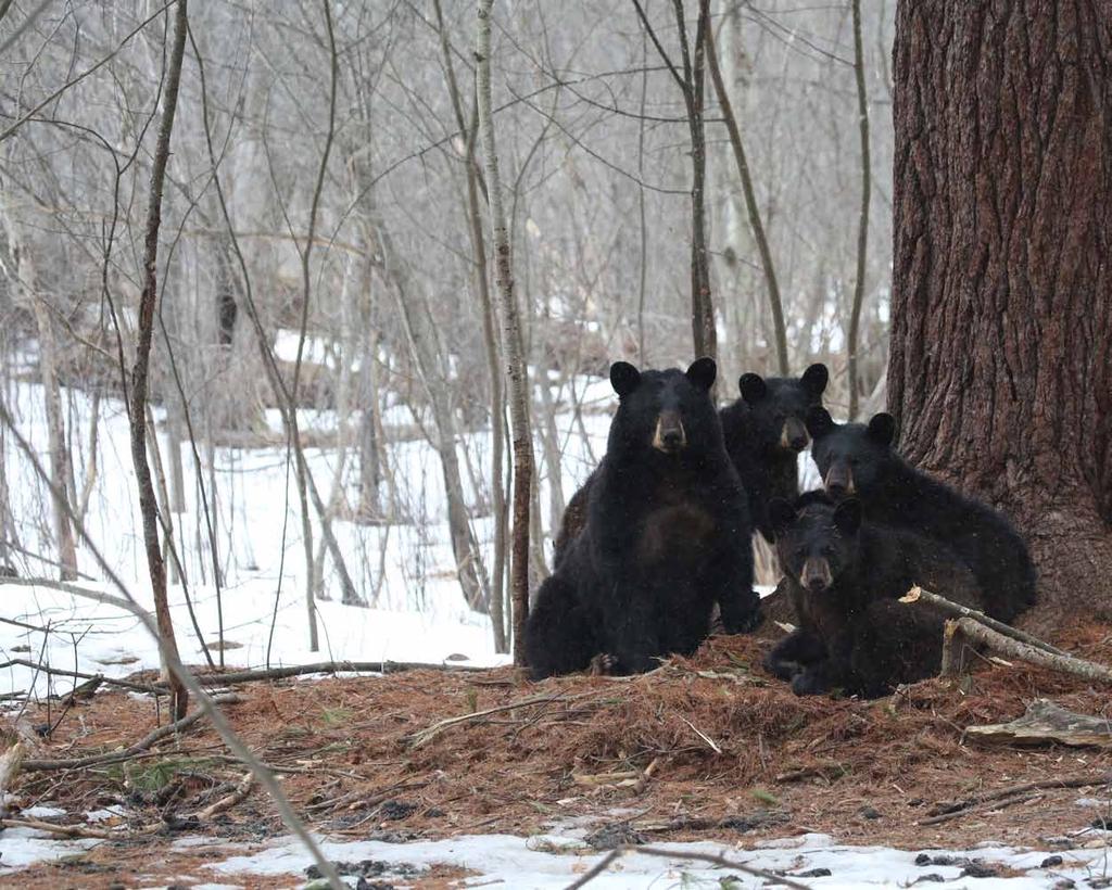 The cubs will live with their mother until they are about one-and-a-half.