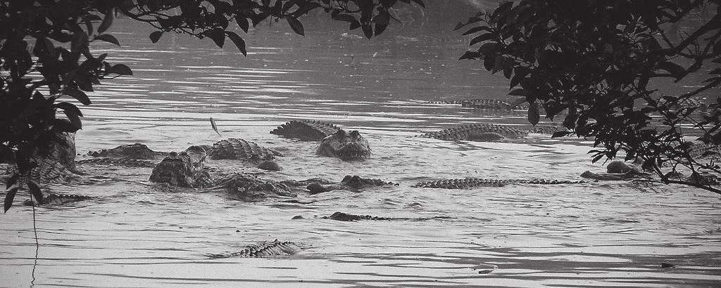 Figure 2. Courtship gathering of American Alligators in Big Cypress National Preserve, Florida. Note two males resting their chins on the backs of females as part of courtship.