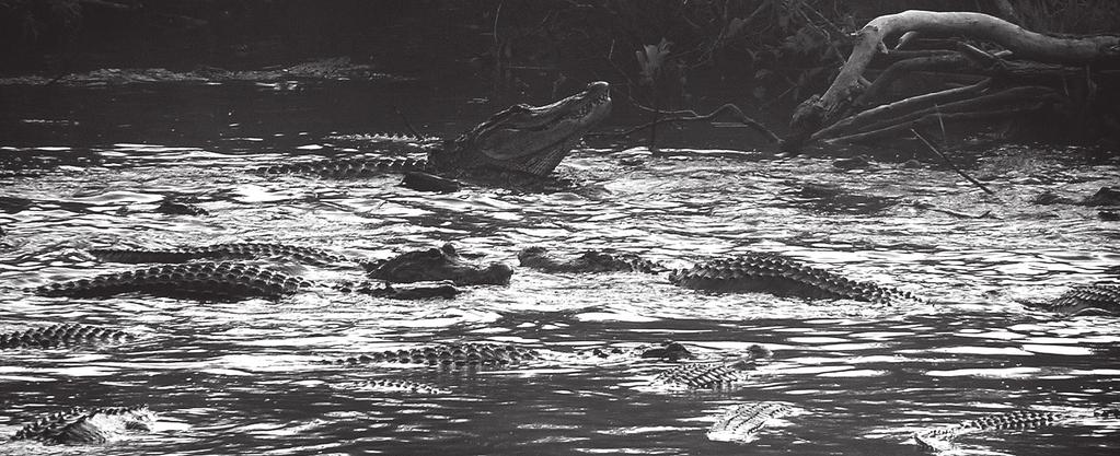 Figure 6. Cooperative feeding of American Alligators in Everglades National Park, Florida. One large animal is swallowing a fish. used frequently (Table 1).