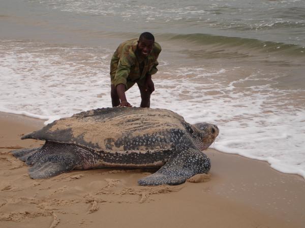 What can sea turtles NOT do that tortoises and turtles can do? How many species of sea turtles are there?. What do they primarily eat?