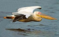 How do pelicans catch fish?