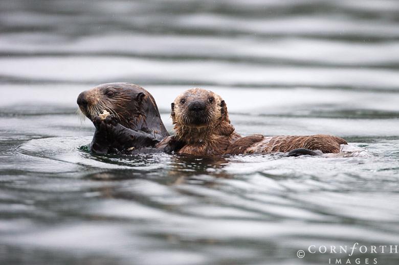 How big can sea otters get? How do they stay warm? Why are they important to the kelp forests? Where can they be found?