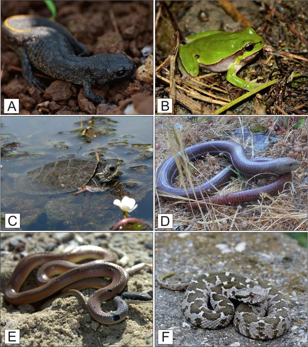 Distribution and current status of herpetofauna in the Gediz Delta 9 Figure 6. Some amphibians and reptiles from Gediz Delta (Western Anatolia, Turkey).