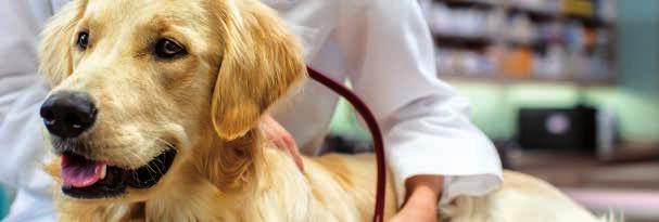 Yet our commitment to the veterinary surgeons who wake up every day, dedicated to the