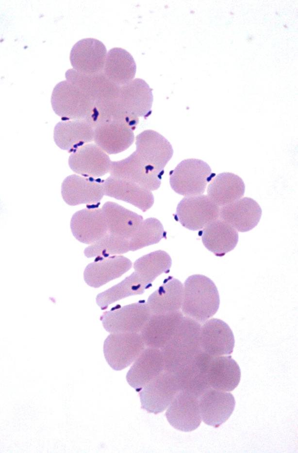 henselae can multiply in the digestive system of the cat flea and survive several days in flea faeces (Chomel et al., 2006).