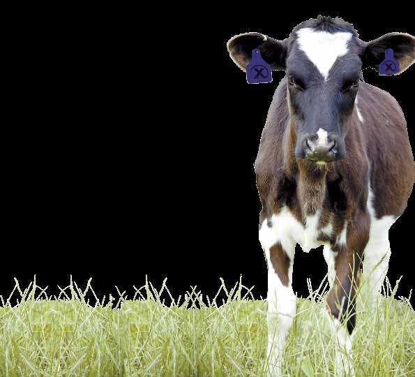Benefits and Features The next generation of your herd starts with the calves you rear today.