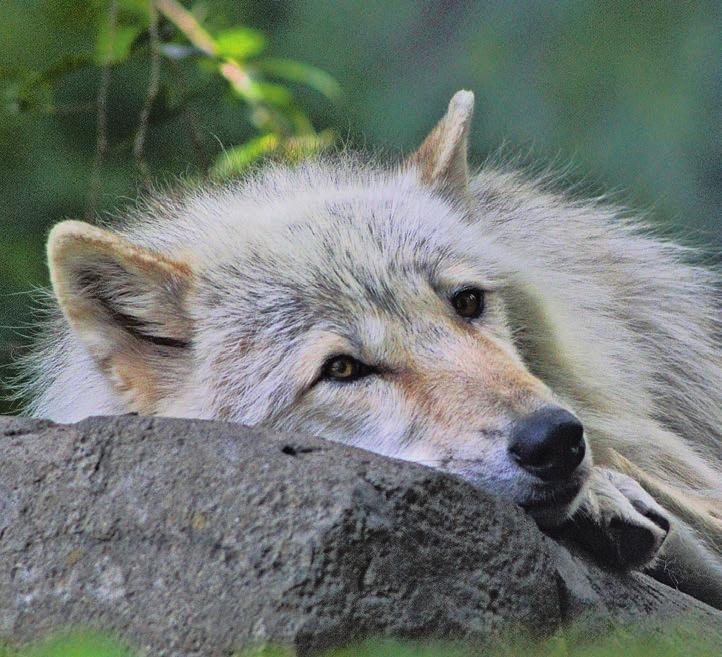 Four Decades of Wolf Protection Slated to End On June 11, 2o13, the US Fish and Wildlife Service (USFWS) announced its intention to delist the grey wolf (canis lupus) from the endangered species list