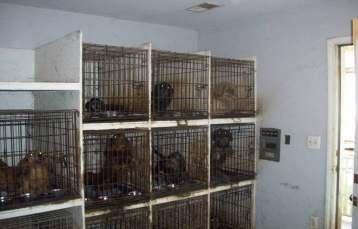 Stop Puppy Mills from Coming to Michigan This bill will help ensure kennels do not migrate to Michigan as some of these