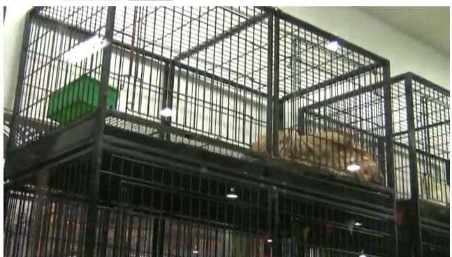 Stop the sale of sick animals 48% of puppies being sold in pet stores were ill or incubating an illness at the time of purchase (per California study) Pollywood Pets, Mt.