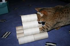 Tube Pyramid (4 Tube Pyramids = 2 hrs.) Give the cats something to push their cat strategies to the limit!