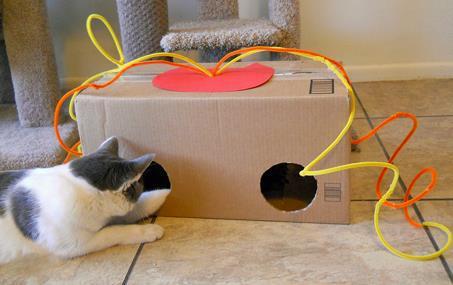 Hide and Seek Box (2 Hide and Seek Boxes = 2 hrs.) Who doesn t love a good game of hide and go seek? The cats certainly do!